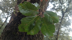 Quercus