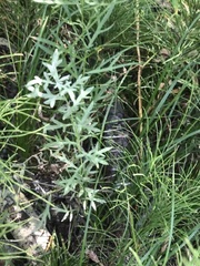 Artemisia douglasiana