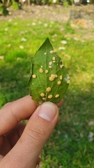 Puccinia