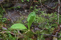 Lysichiton americanus