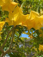 Brugmansia aurea