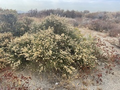 Lepidospartum squamatum