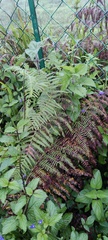 Stachytarpheta cayennensis