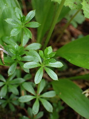 Galium triflorum