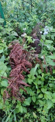 Stachytarpheta cayennensis