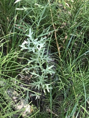 Artemisia douglasiana