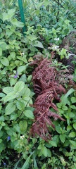 Stachytarpheta cayennensis