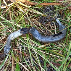 Anguis colchica