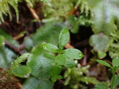Galium triflorum