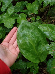 Erythronium revolutum