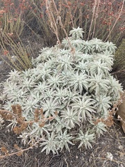 Salvia apiana