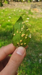 Puccinia