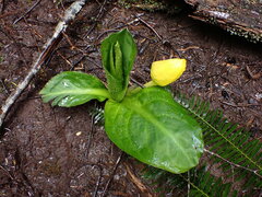 Lysichiton americanus