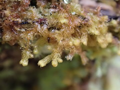 Ptilidium pulcherrimum