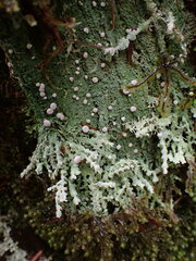 Icmadophila ericetorum