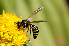 Polistes nimpha
