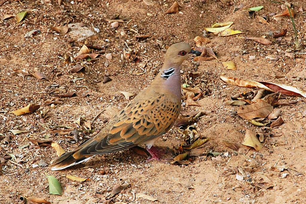 European Turtle Dove