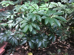 Heptapleurum arboricola