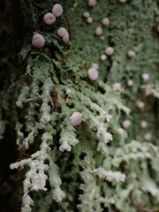 Icmadophila ericetorum