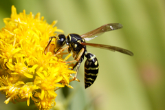 Polistes nimpha