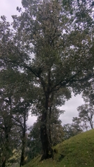 Quercus