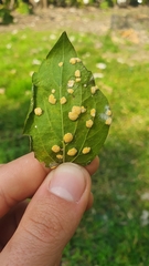 Puccinia
