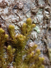 Ptilidium pulcherrimum