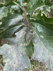 Quercus bicolor