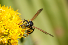 Polistes nimpha