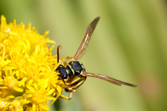 Polistes nimpha