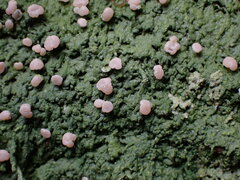 Icmadophila ericetorum