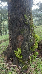 Quercus