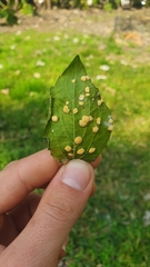 Puccinia