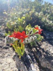 Pelargonium fulgidum