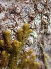 Ptilidium pulcherrimum