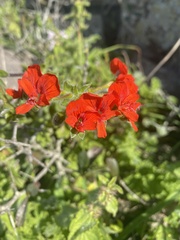 Pelargonium fulgidum