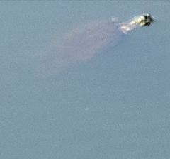 Pseudemys concinna concinna