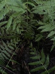 Amauropelta noveboracensis