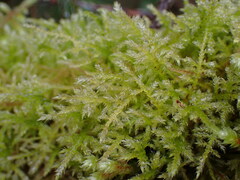 Kindbergia praelonga