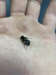 Eristalis dimidiata