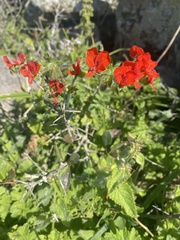 Pelargonium fulgidum