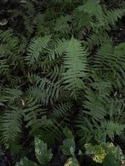 Amauropelta noveboracensis