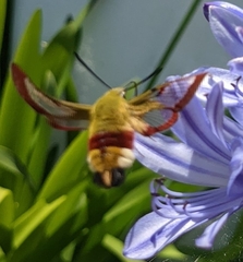 Hemaris fuciformis