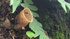 Nannotrigona perilampoides