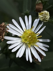 Symphyotrichum lanceolatum