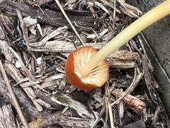 Marasmius vagus
