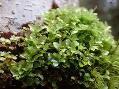 Rhizomnium punctatum