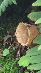 Nannotrigona perilampoides