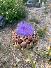 Cynara cardunculus