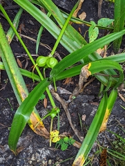 Crinum americanum